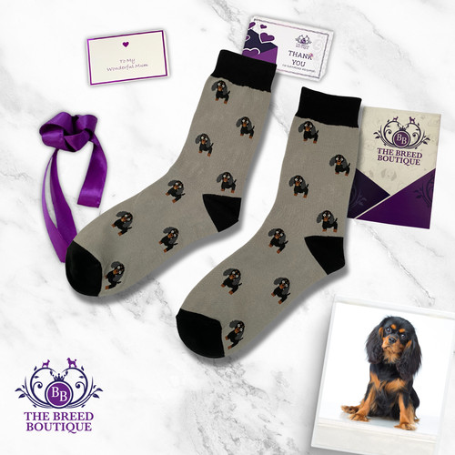Cavalier king charles spaniel - cavalier,