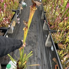 Sarracenia Brook’s Hybrid GIANT PIECE carnivorous pitcher plant