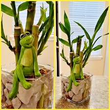 5 Lucky Bamboo Plants 4