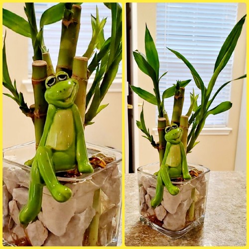 Lucky bamboo plants 4 - 5,