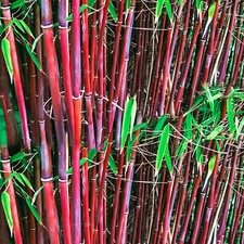 Fargesia Asian Wonder Hardy Non-Invasive Bamboo Garden Plant Screening