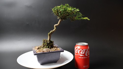 Yew bonsai tree pre - bonsai,