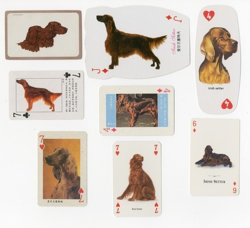 Irish setter collection - collection, of