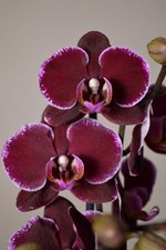 Montpellier, Phalaenopsis