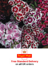 1000 x SWEET WILLIAM 'AURICULA