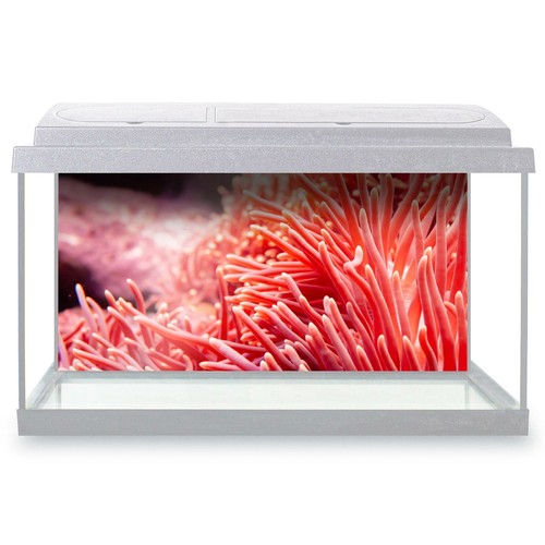 Fish tank background - fish,