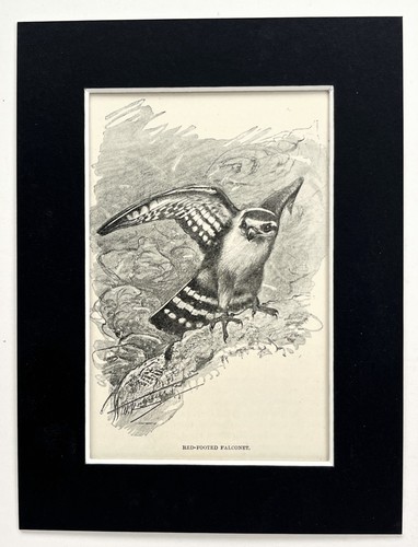 Red footed falcon mounted - falcon,