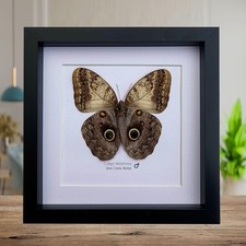 Framed owl butterfly