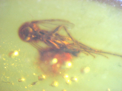Cretaceous amber fossil - cretaceous, w/