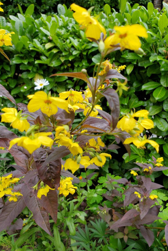 One lysimachia ciliata - one,