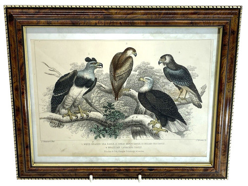 White headed sea - sea, eagle