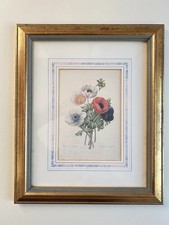 Vintage Botanical Illustration