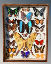 Beautiful Butterfly Tropical