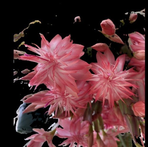 Schlumbergera laranja - ,