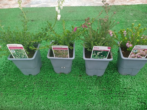 Unusual heather pack - unusual,