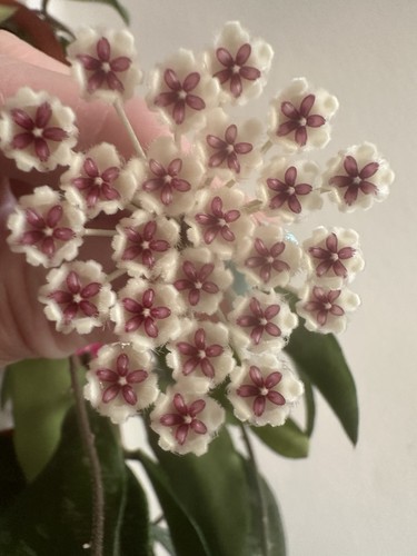 Hoya phuwuaensis fresh cutting - phuwuaensis,