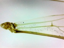 ABGIL Arthopoda (Insect Wings)