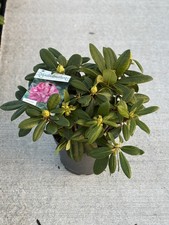 Rhododendron Yakushimanum