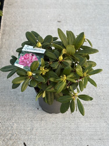 Rhododendron yakushimanum - rhododendron,