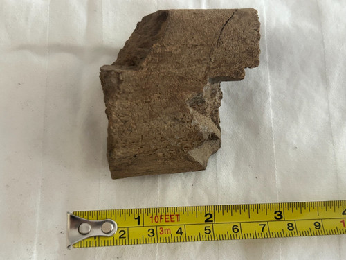 Triceratops tibia sect - triceratops,