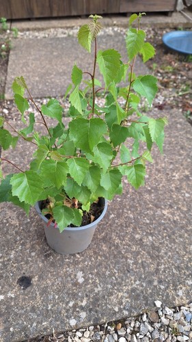 Silver birch sapling pruned - silver,