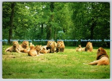 L357898 pride longleat - pride, of