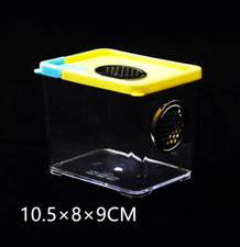 Praying Mantis Stick Insect