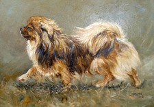 Tibetan Spaniel Dog A6 (6" x