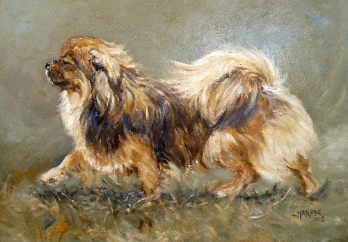 Tibetan spaniel dog x - spaniel, a6