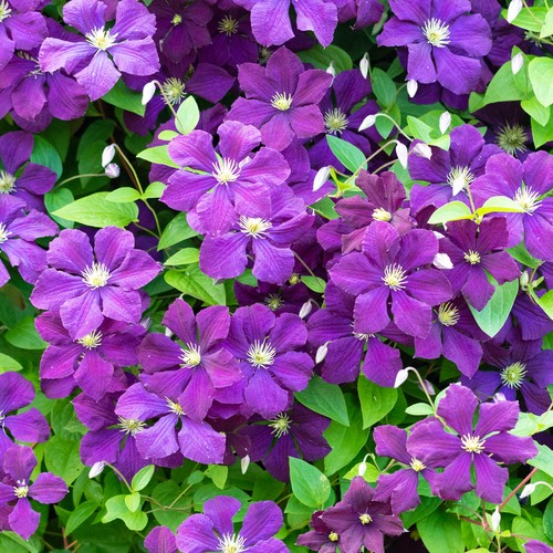 Clematis polish spirit - clematis,