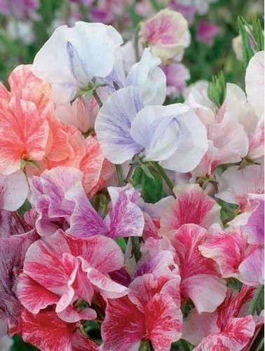 Sweet pea heaven scent - heaven,