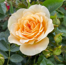 SWEET MEMORIES - Yellow Patio