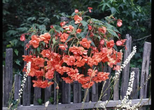 Salmon trailing begonia or - begonia,