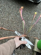 Sarracenia cv Burgundy
