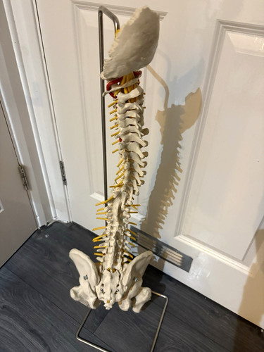 Human spine pelvis - human, &