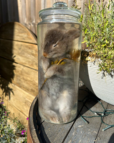 Bunny wet specimen small - wet,