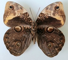 Opsiphanes Cassina Split-