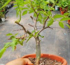 Rare cacti bursera copallifera - rare,