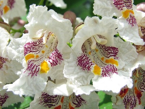 Catalpa speciosa northern - , tree