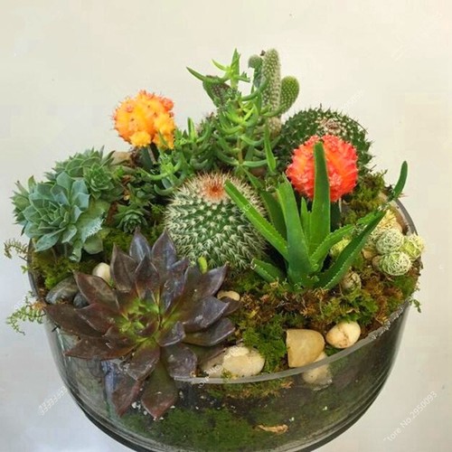 Mixed rare stone cactus - mixed,