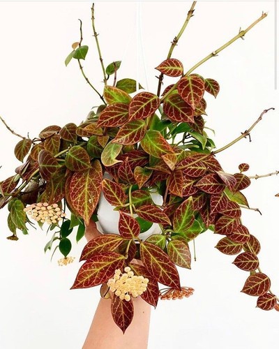 Hoya sunrise unrooted - hoya,