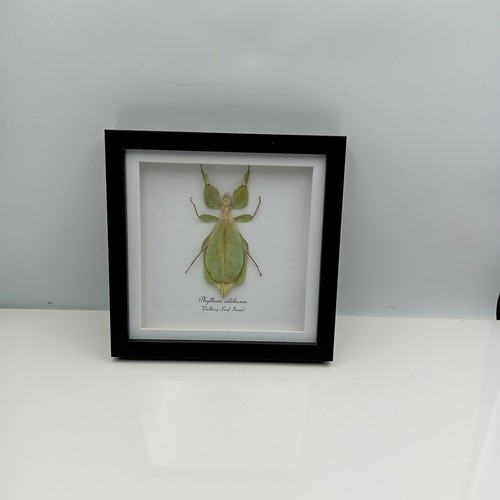 Walking leaf insect - walking, (phyllium