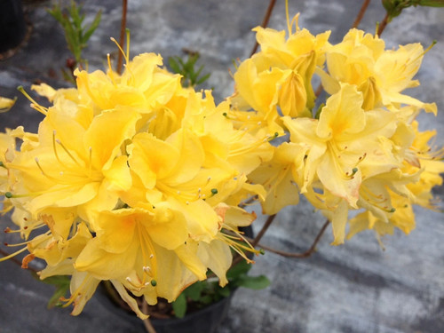 Lemon lights aromi azalea - lemon,
