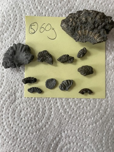 Charmouth pyrite ammonite - charmouth,