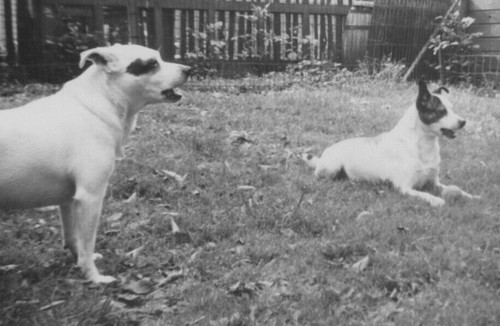 1950s two dogs backyard grass - backyard,