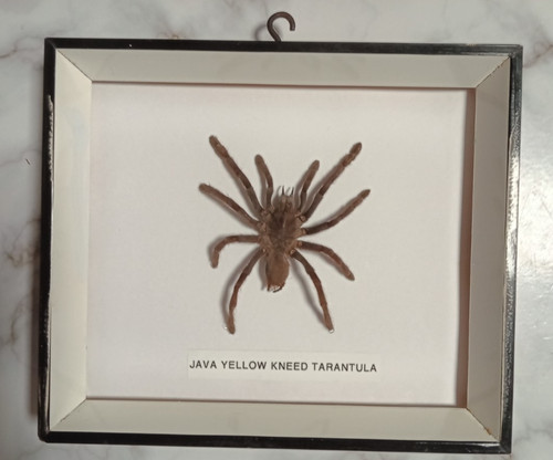 Real framed tarantula spider - real,