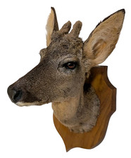 Vintage Roe Deer Taxidermy
