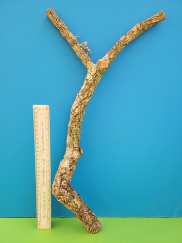 Cork bark branch - 53cm, snake