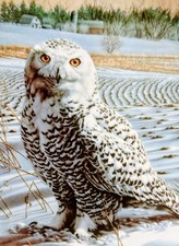 "The Snowy Owl"  bone china Collectable 'Plate By Jim Beaudoin 1989