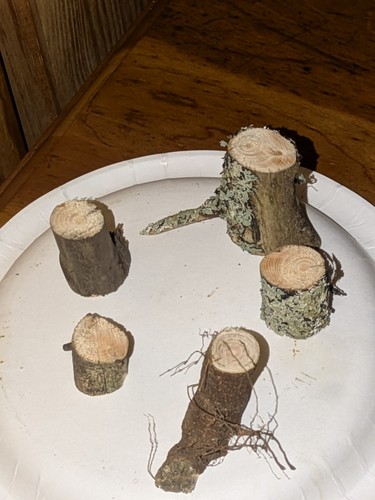 Authentic little tree stumps - little,